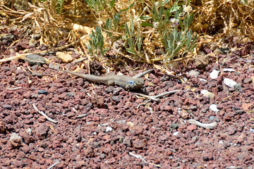 A lizard in the wild