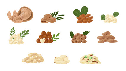 Set of different types of nuts, icons of nuts and seeds. Cola nuts, pumpkin seeds, peanuts and sunflower seeds. Pistachios, cashews, coconut, hazelnuts and macadamia. Cartoon-style illustration.