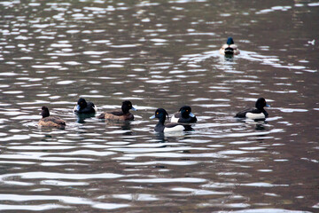 A tufted duck swims in the murky waters of Lake Stempflesee near Augsburg