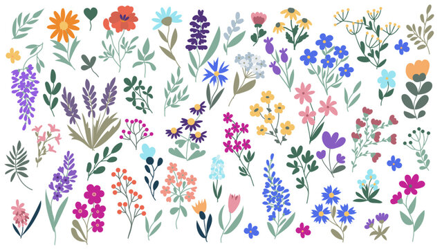Large botanical set of wildflowers: flowers, twigs, leaves, herbs and other elements are hand-drawn in a flat style isolated on a white background. Vector design.