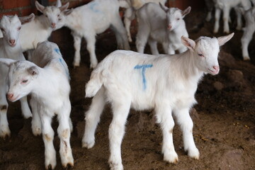 Obraz premium goats baby animal in organic farm agriculture countryside