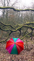 Ein Schnappschuss von einem Wald im Winter, mit buntem Regenschirm	