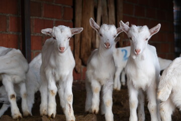 Obraz premium goats baby animal in organic farm agriculture countryside