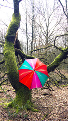 Waldaufnahmen, mit buntem Regenschirm