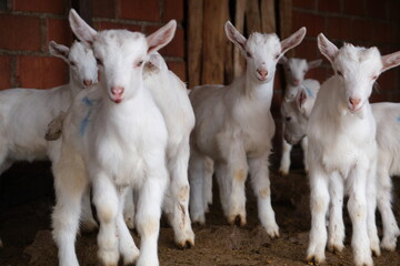 goats baby animal in organic farm agriculture countryside