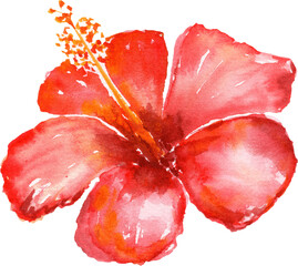 Hibiscus flower. Watercolor illustration.