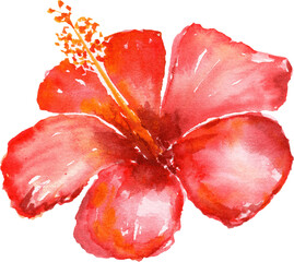Hibiscus flower. Watercolor illustration. © liliia_sinhina
