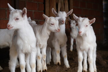 goats baby animal in organic farm agriculture countryside
