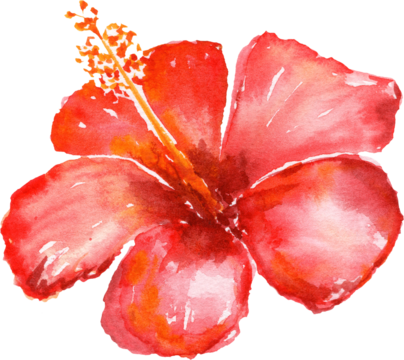 Hibiscus flower. Watercolor illustration.