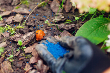 Slug poisoned bait for pest control. Gardener throwing blue granules on ground to kill brown Spanish slugs. Snail trap