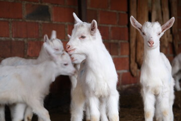 goats baby animal in organic farm agriculture countryside