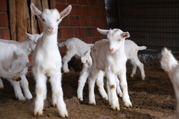 goats baby animal in organic farm agriculture countryside