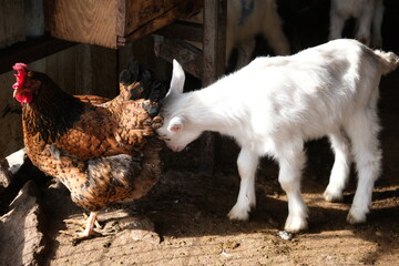 goats baby animal in organic farm agriculture countryside
