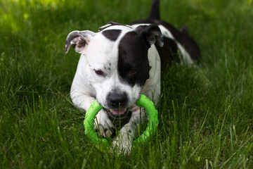 A dog on a walk is resting in the grass with a toy. American Staffordshire Terrier plays with a rubber ring