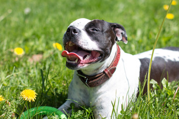 A dog on a walk is resting in the grass with a toy. American Staffordshire Terrier plays with a...