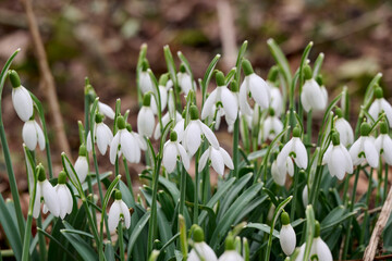 spring flowers Galanthus Woronowii in the forest