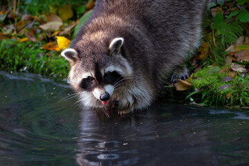 Waschbär am Teich