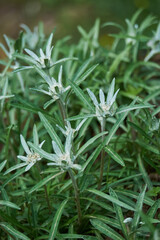Leontopodium plant close up