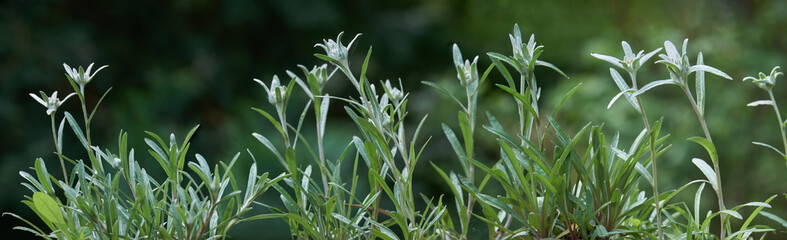 Leontopodium plant close-up horizontal panorama