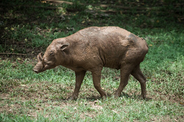 The Togian babirusa (Babyrousa togeanensis), also known as the Malenge babirusa, is the largest species of babirusa