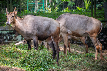 Naklejka na ściany i meble The nilgai (Boselaphus tragocamelus) is the largest antelope of Asia, and is ubiquitous across the northern Indian subcontinent