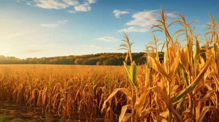 Fotobehang maize fall corn © PikePicture