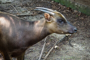Anoa, also known as dwarf buffalo and sapiutan, are two species of the genus Bubalus, placed within the subgenus Anoa and endemic to the island of Sulawesi