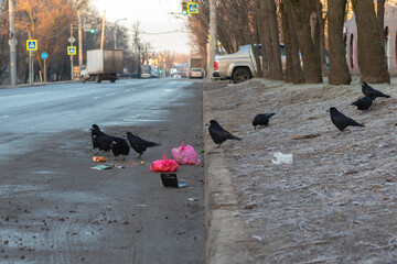 Crows peck trash on the street. - obrazy, fototapety, plakaty