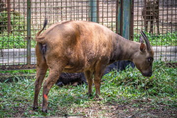 Anoa, also known as dwarf buffalo and sapiutan, are two species of the genus Bubalus, placed within the subgenus Anoa and endemic to the island of Sulawesi