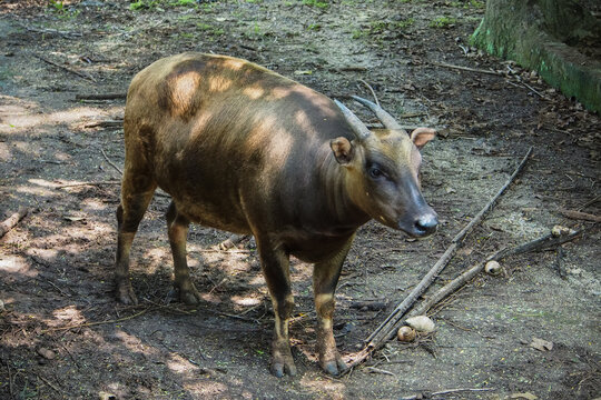 Anoa, also known as dwarf buffalo and sapiutan, are two species of the genus Bubalus, placed within the subgenus Anoa and endemic to the island of Sulawesi