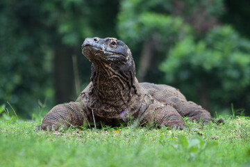 The Komodo dragon (Varanus komodoensis), also known as the Komodo monitor, is a member of the monitor lizard family Varanidae that is endemic to the Indonesian islands of Komodo, Rinca, Flores, and Gi