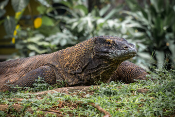 The Komodo dragon (Varanus komodoensis), also known as the Komodo monitor, is a member of the monitor lizard family Varanidae that is endemic to the Indonesian islands of Komodo, Rinca, Flores, and Gi