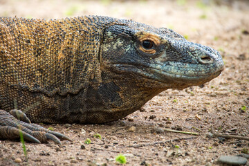 The Komodo dragon (Varanus komodoensis), also known as the Komodo monitor, is a member of the...