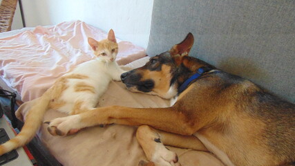 Un chien et un chat dorment ensemble