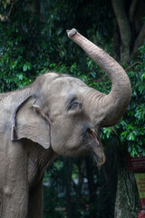 The Sumatran elephant (Elephas maximus sumatranus) is one of three recognized subspecies of the Asian elephant, and native to the Indonesian island