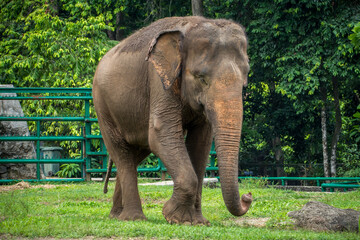 Fototapeta premium The Sumatran elephant (Elephas maximus sumatranus) is one of three recognized subspecies of the Asian elephant, and native to the Indonesian island