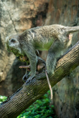 The long-tailed macaque (M. fascicularis) is listed as a threat and invasive alien species in Mauritius