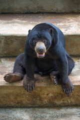 The sun bear (Helarctos malayanus) is a species in the family Ursidae occurring in the tropical forests of Southeast Asia