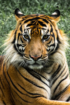 The tiger (Panthera tigris) is the largest living cat species and a member of the genus Panthera