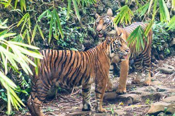 The tiger (Panthera tigris) is the largest living cat species and a member of the genus Panthera