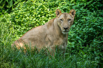 Naklejka na ściany i meble Panthera leo melanochaita is a lion subspecies in Southern and East Africa. In this part of Africa