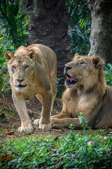 Panthera leo melanochaita is a lion subspecies in Southern and East Africa. In this part of Africa