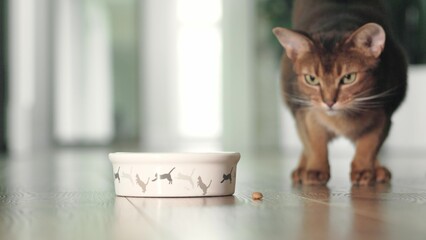 Hungry Abyssinian ginger cat have lunch with dry granules food from bowl on the floor. Lovely little best friends indoor. Cute domestic animals at home. Close up, low angle cinematic shot. - obrazy, fototapety, plakaty