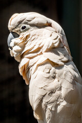 The yellow-crested cockatoo (Cacatua sulphurea) also known as the lesser sulphur-crested cockatoo