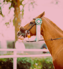 Portrait of a beautiful sorrel horse awarded a rosette for winning in equestrian competitions....
