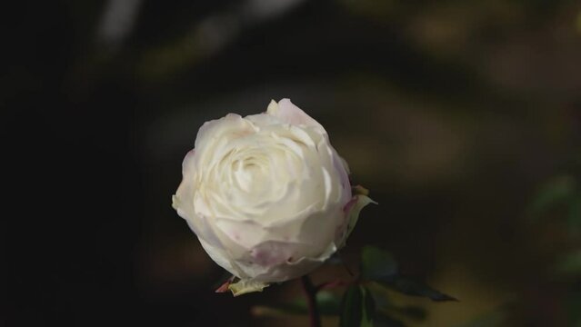 white rose with red dots