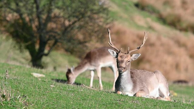 Fallow Deer (Dama dama) stag (male) chewing the cud as a doe (female) grazes behind. February, Kent, UK.