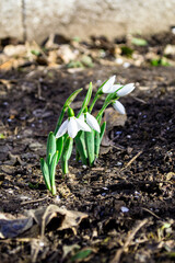 snowdrops in the garden