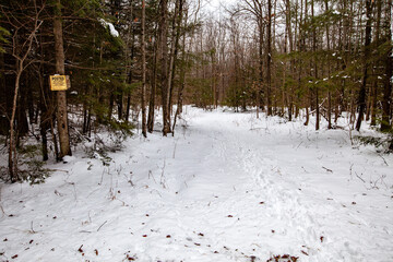 White-tailed deer tracks going in and out of private wooded land with posted no hunting or trespassing sign.