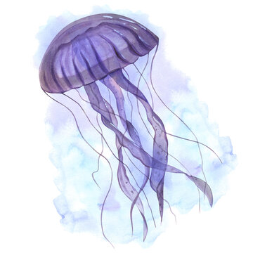 Violet jellyfish with long poisonous tentacles. Floating medusa on blue background. Watercolor illustration. Poisonous sea animals. Undersea fish. For aquarium design, logo, label